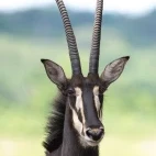 A sable in Zimbabwe.