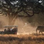 A safari vehicle by some elephants in Zimbabwe.