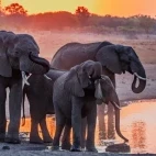 Elephants by some water in the Sable Valley, Zimbabwe.
