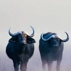 Two buffalo's in the Sable Valley, Zimbabwe.