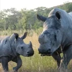 Two white rhinos in Zimbabwe.