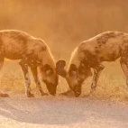 Two wild dogs in Zimbabwe.