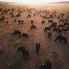 Aerial image of a herd of buffalo in Zimbabwe.