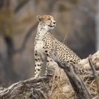 A cheetah in the Sable Valley, Zimbabwe.