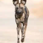 Portrait of a wild dog in Zimbabwe.