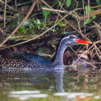 African finfoot