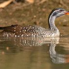 African finfoot
