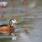 African pygmy goose