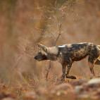 Wild dog