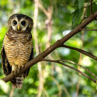 African wood owl