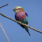 Lilac-breasted roller.