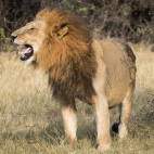 Male lion in Moremi Game Reserve.