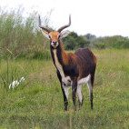 Black lechwe