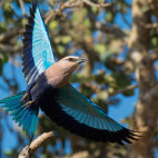 Blue-bellied roller