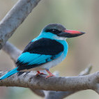 Blue-breasted kingfisher