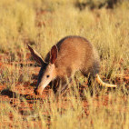 Aardvark in the Kalahari Desert, Botswana
