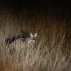 Aardwolf in Botswana.