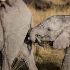 African elephant in Botswana.