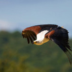 African fish eagle in Botswana