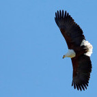 African fish eagle in Botswana.