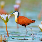 African jacana in Botswana