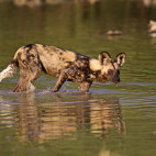 African wild dog in Botswana.