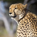 Cheetah in Savuti.