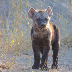Spotted hyena cub in Khwai.