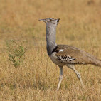 Kori bustard in Chobi National Park.