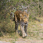 Male leopard in Moremi Game Reserve.