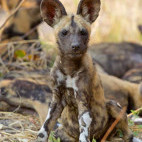 Wild dog pup in Khwai Private Concession.