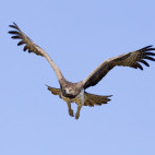 Martial eagle in Botswana