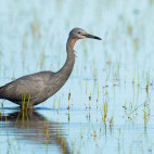 Slaty egret in Botswana
