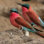 Carmine bee-eater in Botswana
