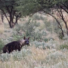 Brown hyena in the Central Kalahari Game Reserve.