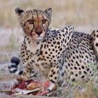 Cheetah in the Central Kalahari Game Reserve.