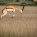 Springbok in Botswana.