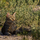 African wild cat near Tau Pan Camp in Botswana