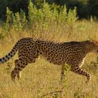 Cheetah in Botswana.
