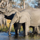 African elephants in Botswana
