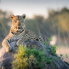 Leopard in Botswana