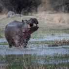 Hippo in Moremi Game Reserve, Okavango Delta, Botswana.