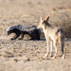 Honey badger and jackal in the Kalahari Desert, Botswana