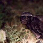 Honey badger in Botswana.