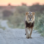 Black-maned lion in the Central Kalahari Game Reserve