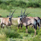 Gemsbok in Botswana during the green season