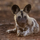 African wild dog in Botswana