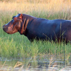 Hippo in Botswana during the green season