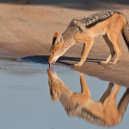 Black-backed jackal in Botswana