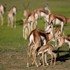Springbok in Botswana during the green season